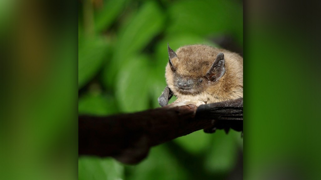 Eine Fledermaus (Foto: SR)