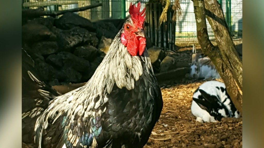 Dichtung oder Wahrheit? Abenteuer und heimische Tiere im Escher Tierpark. (Foto: Eva Lippold)