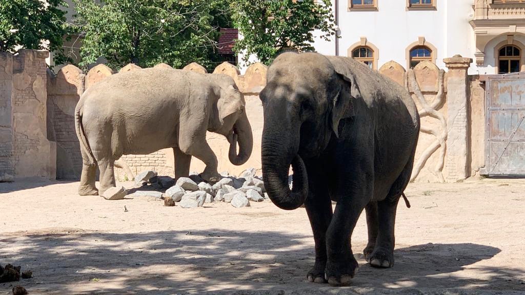 Die beiden Leipziger Elefantendamen vor dem Umzug (Foto: Zoo Leipzig)