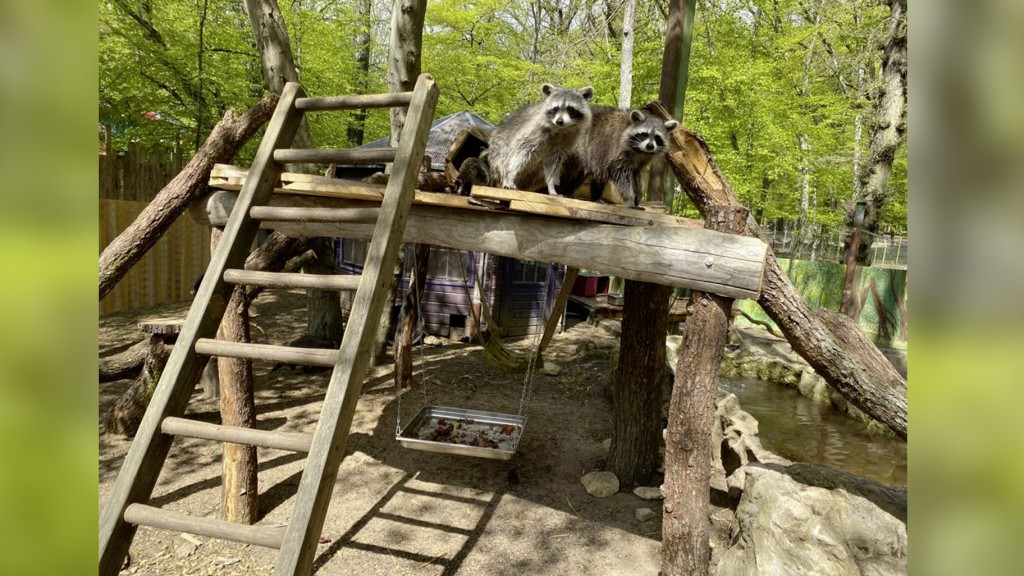 Die Waschbärenkolonie im Parc Marveilleux in Bettembourg (Foto: SR / Steffani Balle)