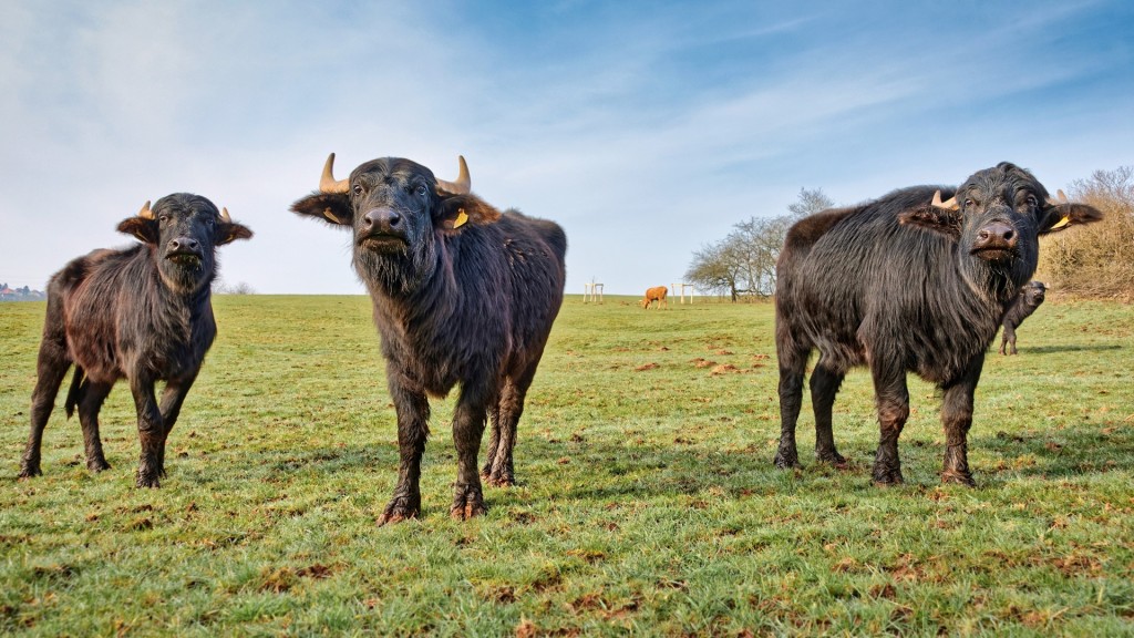 Taurusrinder (Foto: Klaus-Werner Will)