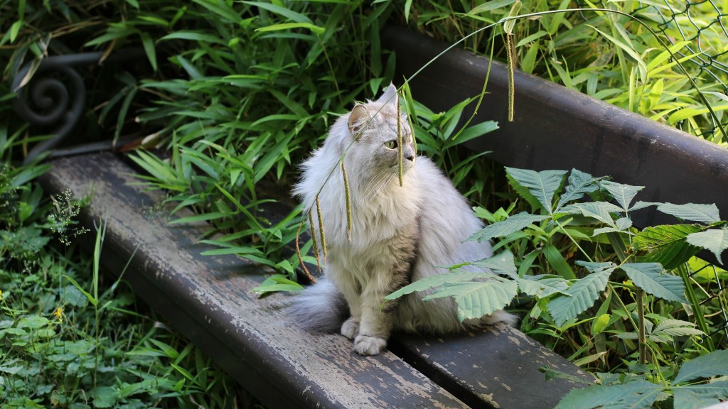 Eine Katze auf einer überwucherten Bank. (Foto: Pixabay / MustafaMakinist)
