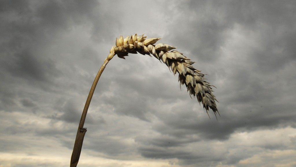 Symbolbild: Eine Weizenähre vor einem dunklen Wolkenhimmel