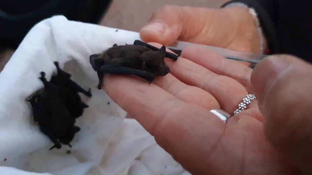 Foto: Fledermaus-Jungtiere