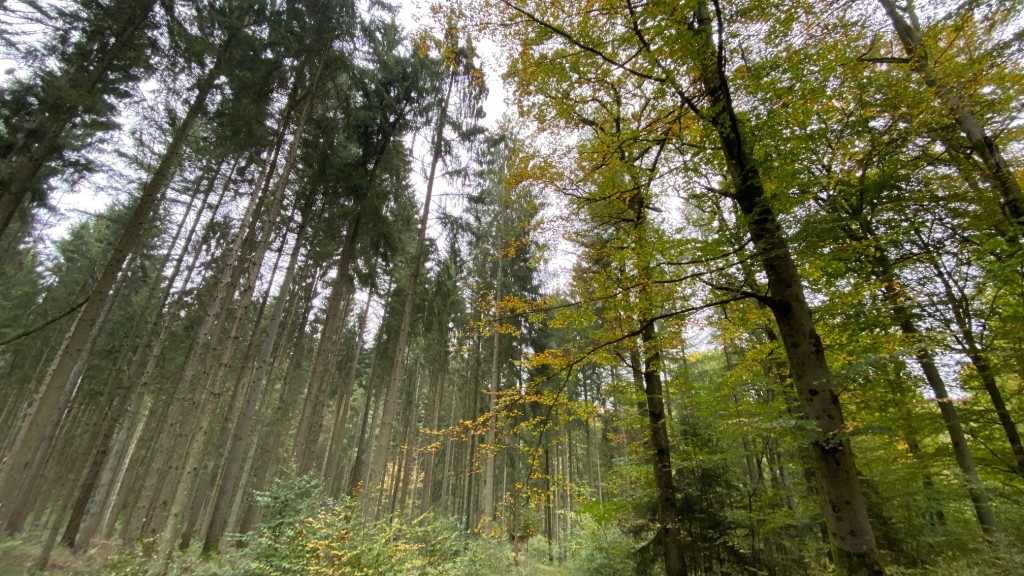 Wald kämpft mit Trockenheit