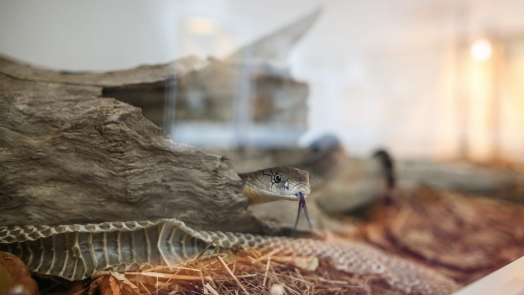 Eine Schlange in einem Terrarium