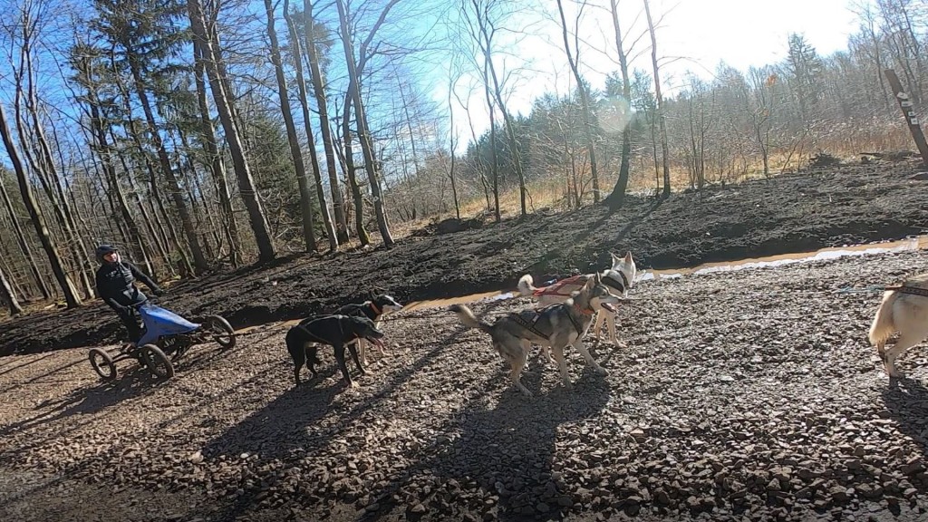 Das Gespann mit den Huskys steht im Wald