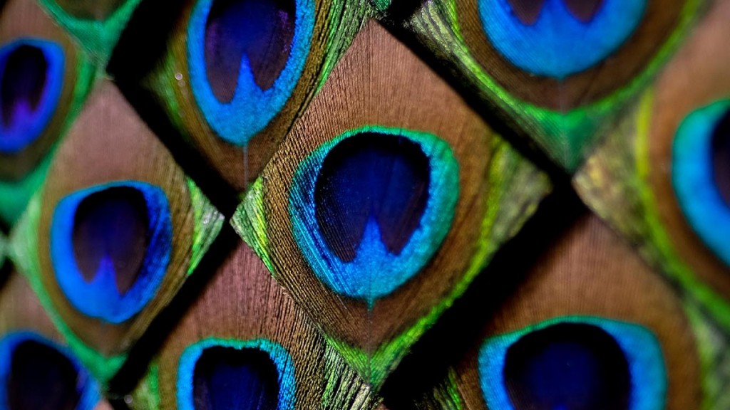 Hilde Trip, Look (Detail), 2022, Pfauenfedern, Holz, 72 x 72 cm