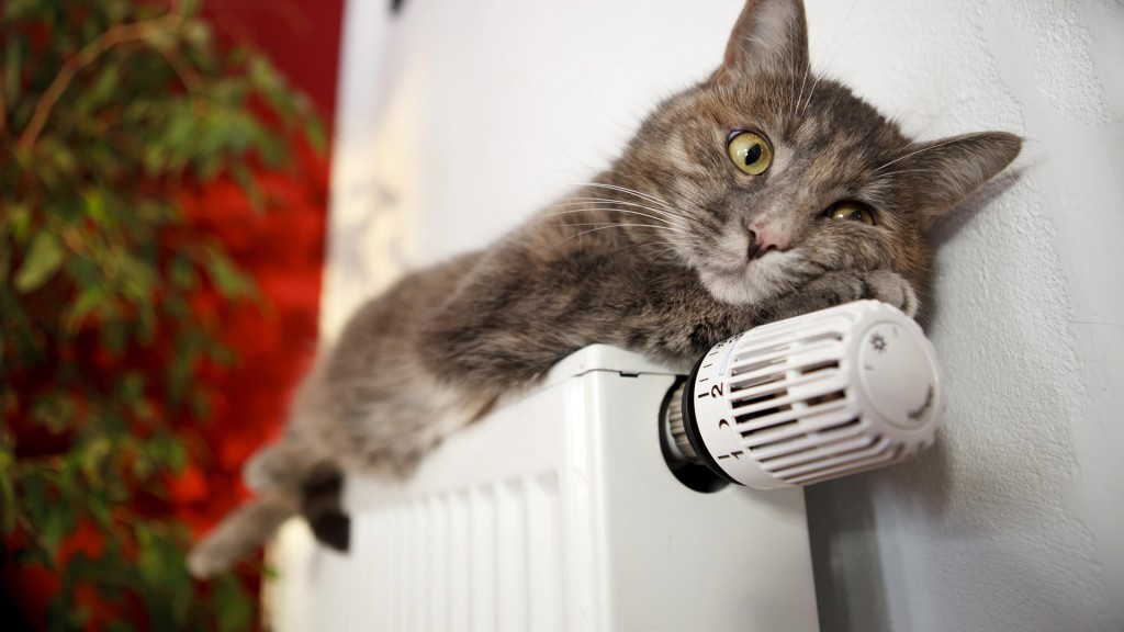 Katze auf einer Heizung