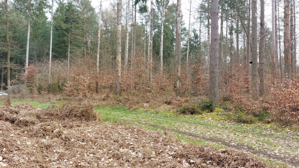 Jungenwäldchen in Merzig-Brotdorf