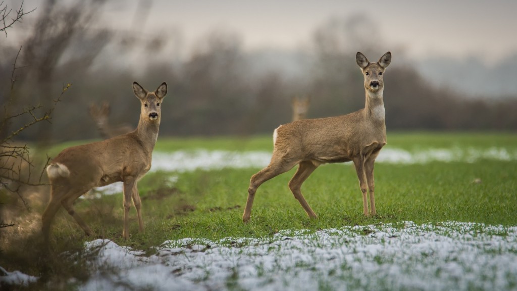 Rehe auf einer Lichtung