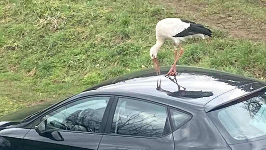 Storch 
