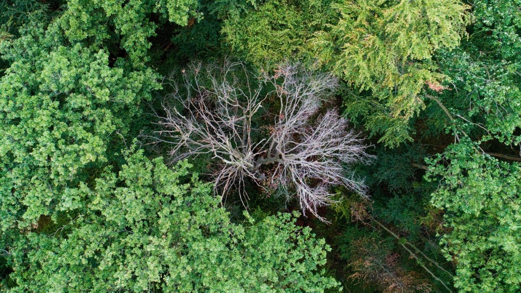 Drohnenaufnahme. Kranke, vertrocknete Bäume stehen in einem Wald. 