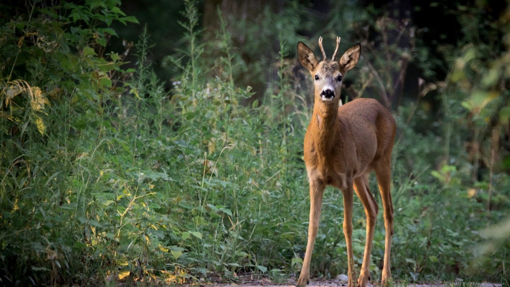 Ein Reh im Wald