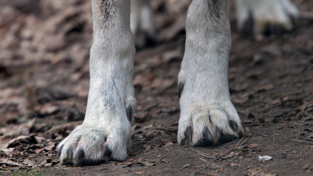 Die Pfoten eines Wolfes