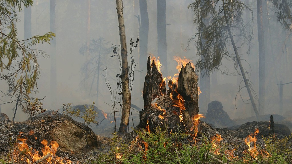 Lauffeuer in einem Waldstück