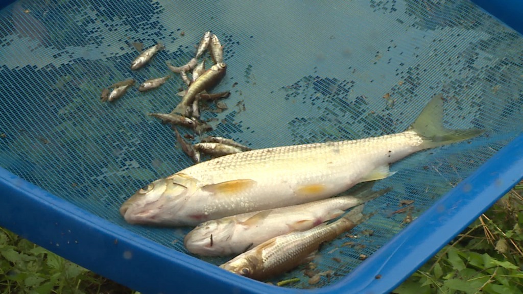 Mehrere tote Fische in einem Köcher