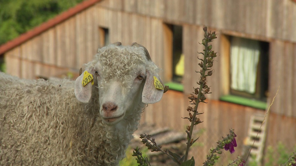 La ferme sous les Hiez und die Angora-Ziegen