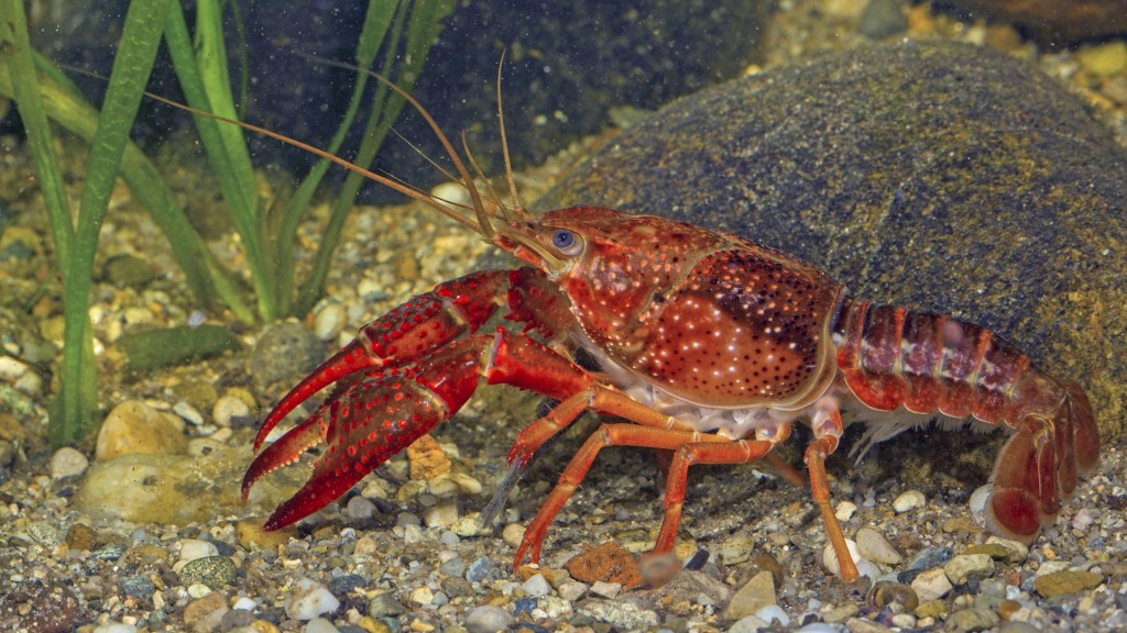 Ein Roter Amerikanischer Sumpfkrebs im Wasser.