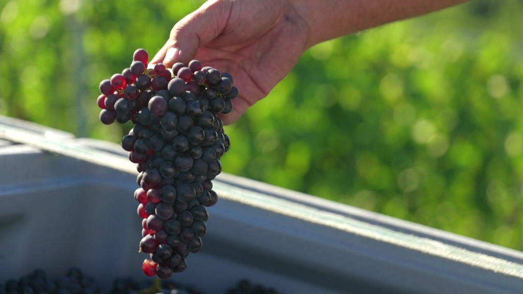 Reife Trauben einer Weinrebe