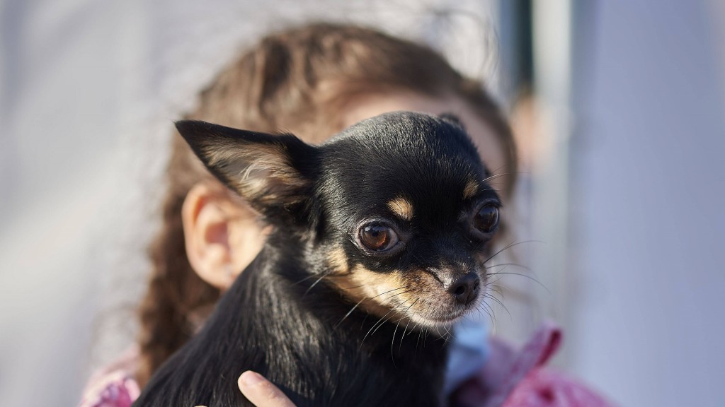 Mädchen hält ihre Chihuahua auf dem Arm
