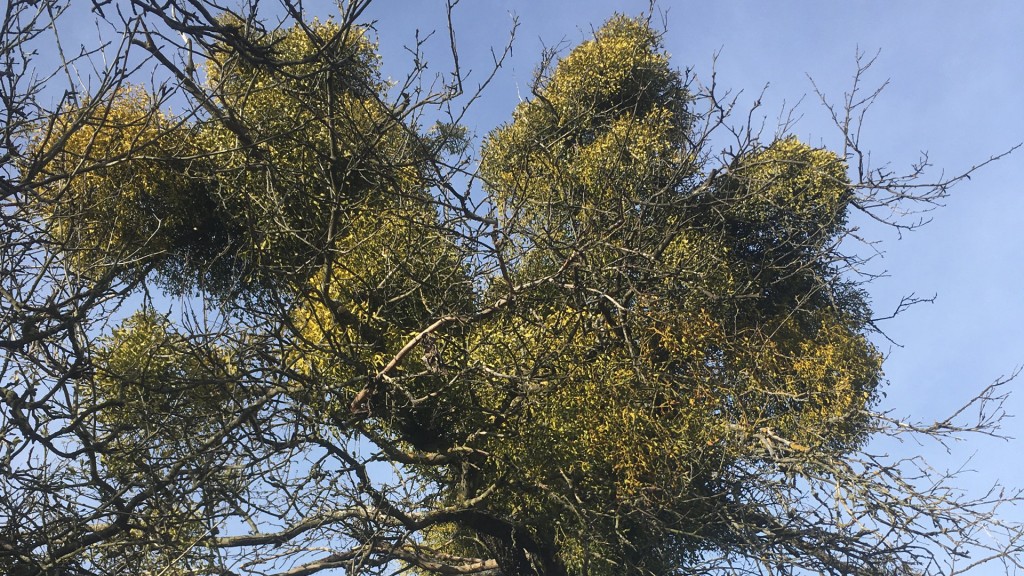 Misteln am Obstbaum