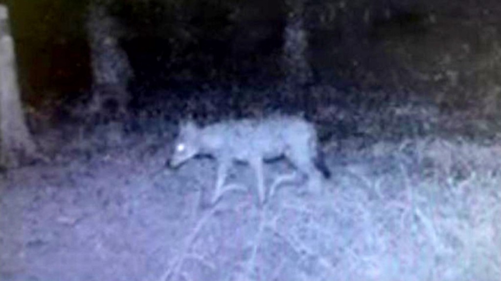 Foto: Foto eines Wolfes im Bliesgau