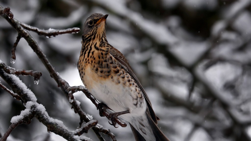 Eine Wacholderdrossel sitzt in einem schneebedeckten Apfelbaum.