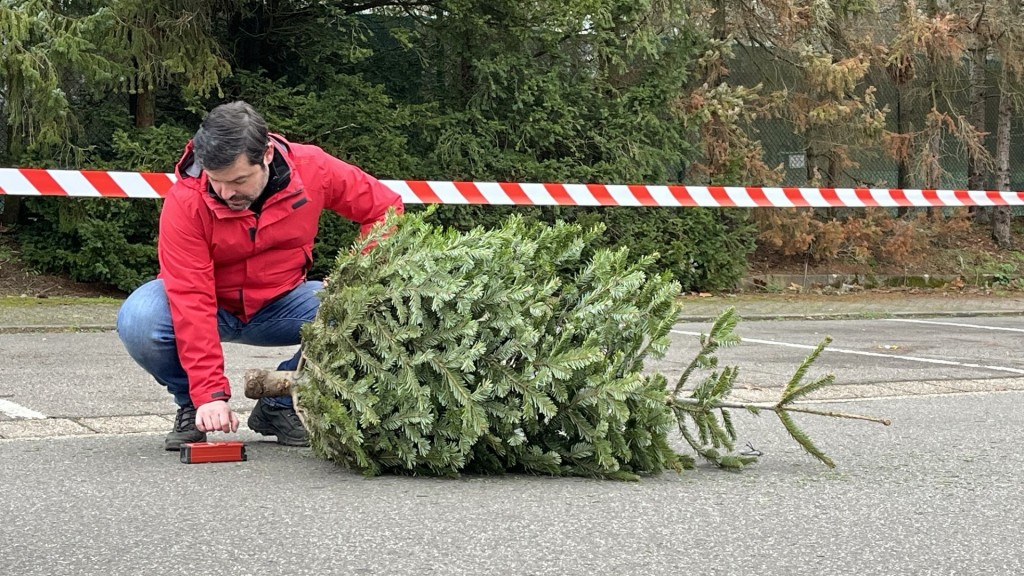 Ein Mann in einer roten Jacke misst auf dem Boden wie weit der Tannenbaum geworfen wurde.