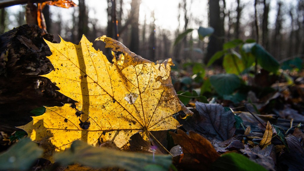 Ein herbstlich gefärbtes Blatt liegt auf dem Boden und wird von der Sonne angestrahlt.