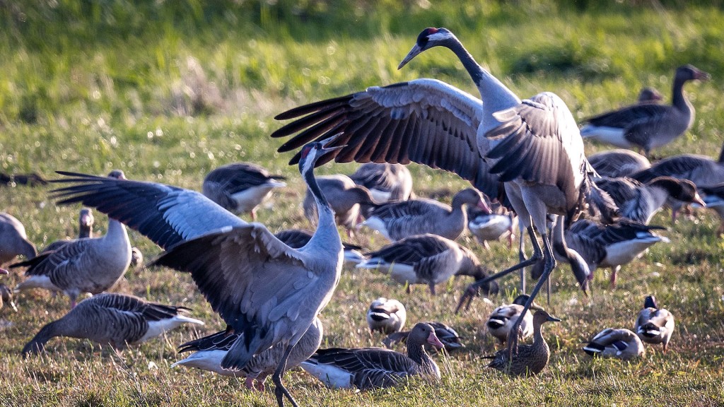 Foto: Kraniche auf einem Feld