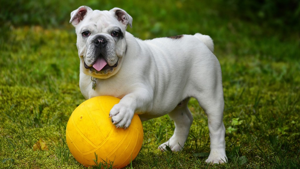 Hund mit Ball 