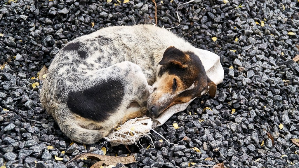 Symbolbild: Ein schlafender Hund auf Kies