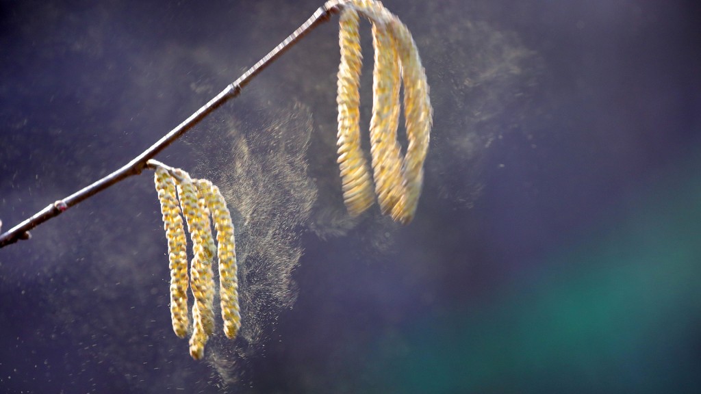 Eine Haselnussblüte, von der Pollen fliegen