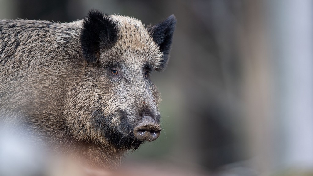 Ein Wildschwein in Großaufnahme