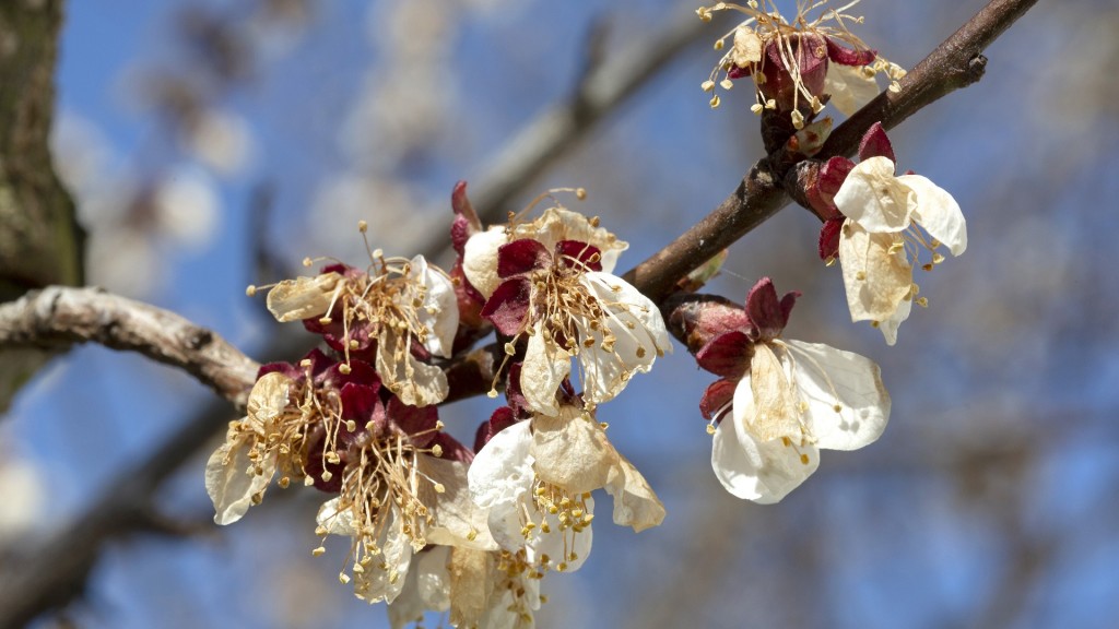 Frostschäden an einer Obstbaumblüte