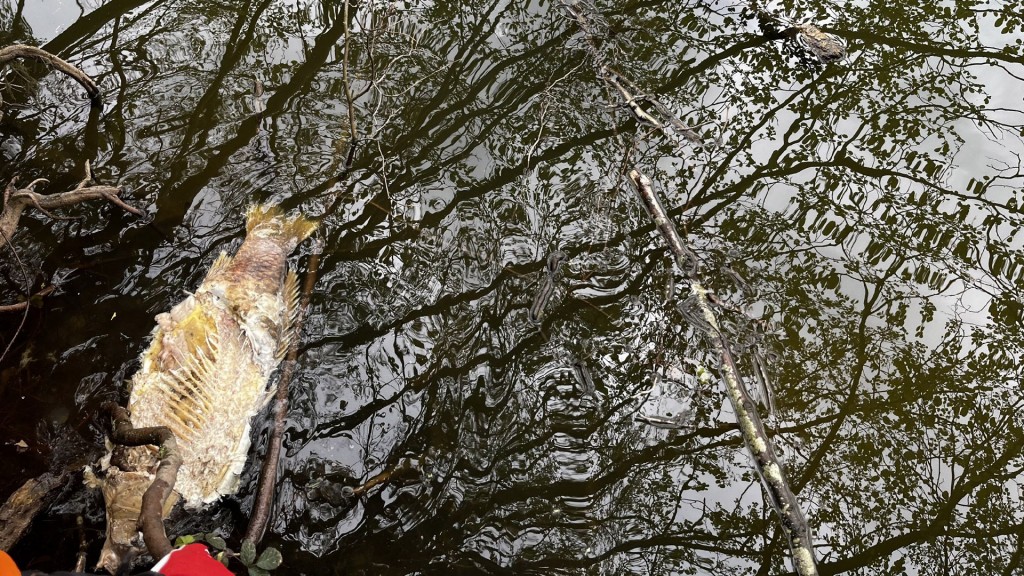 Toter Fisch im Rehbruchweiher