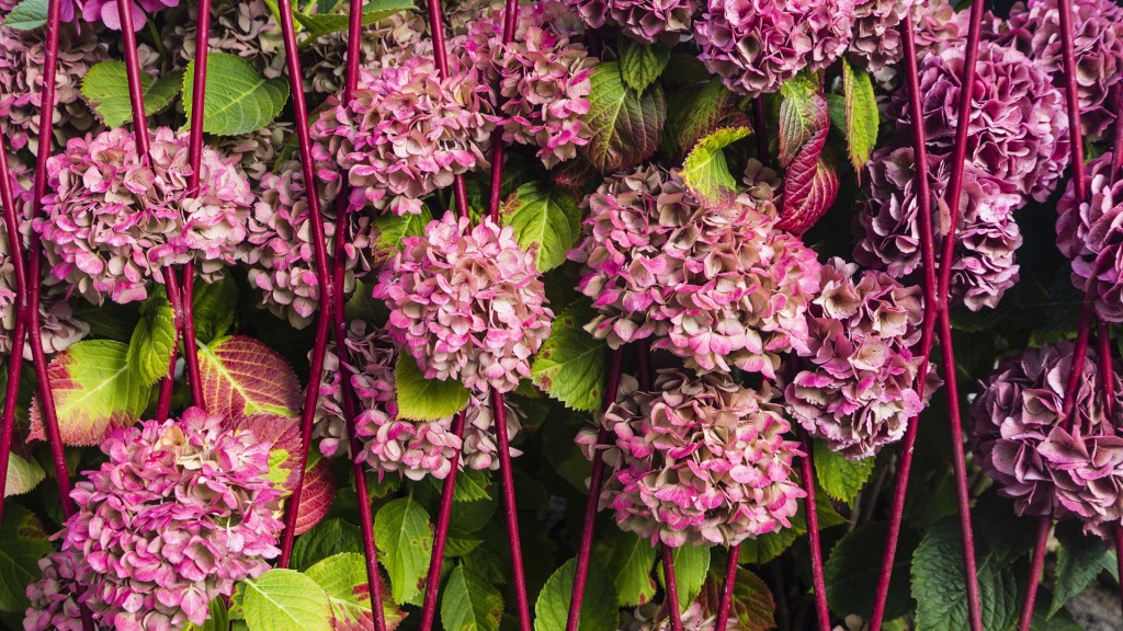 Rosa Hortensien wachsen an einem Zaun