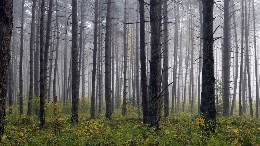 Blick in einen Wald