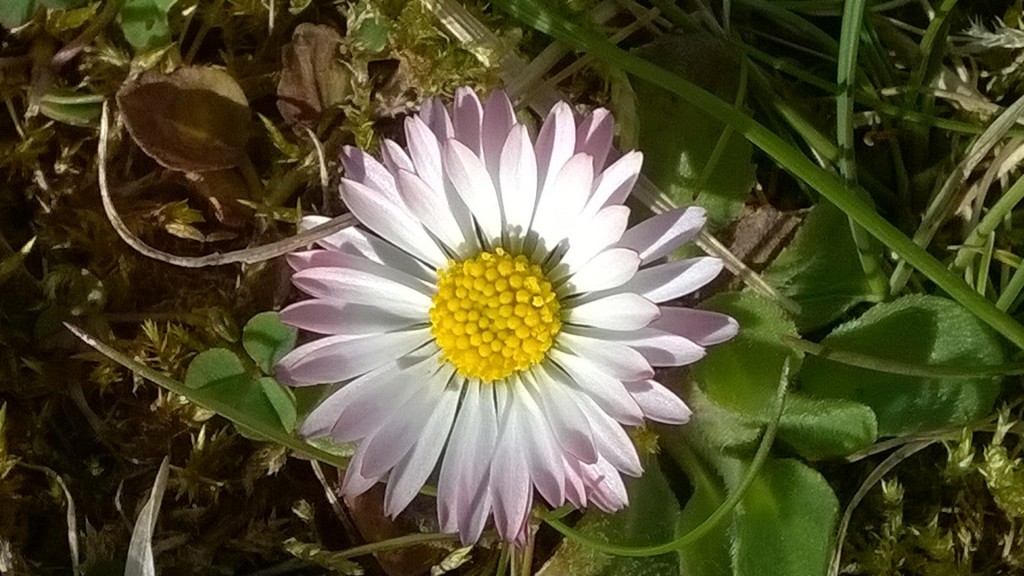 Gänseblümchen