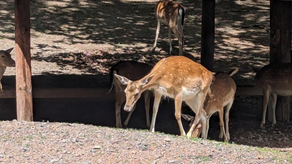 Tiere im Wildpark Karlsbrunn