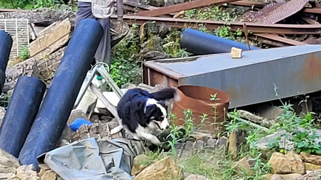 Ein Rettungshund des THW Perl beim Training