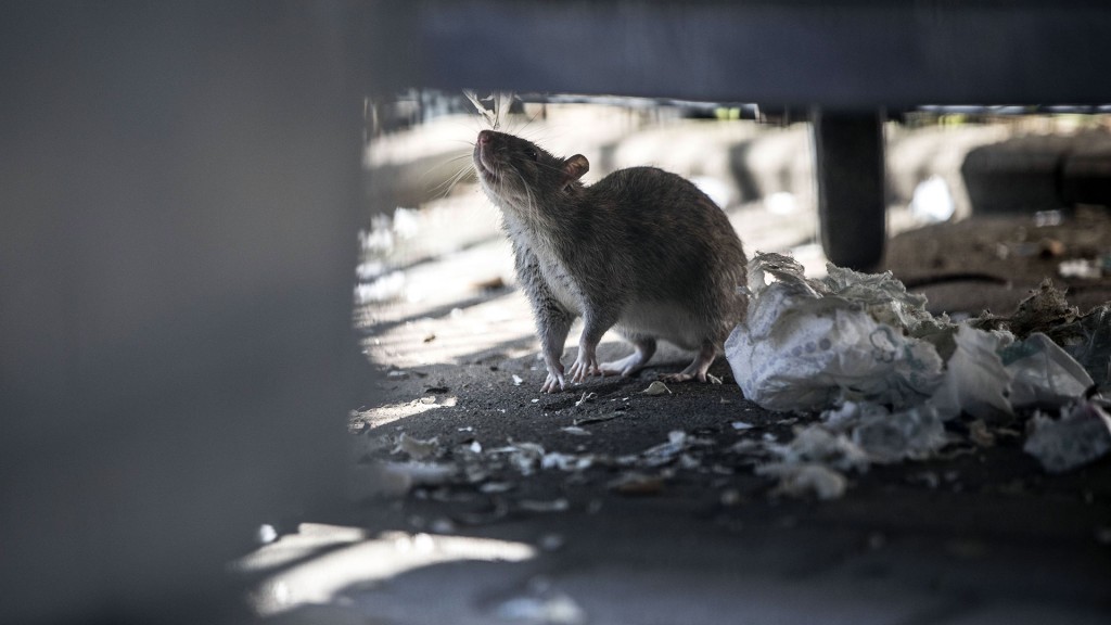 Eine Ratte geht unter einer Mülltonne auf Nahrungssuche