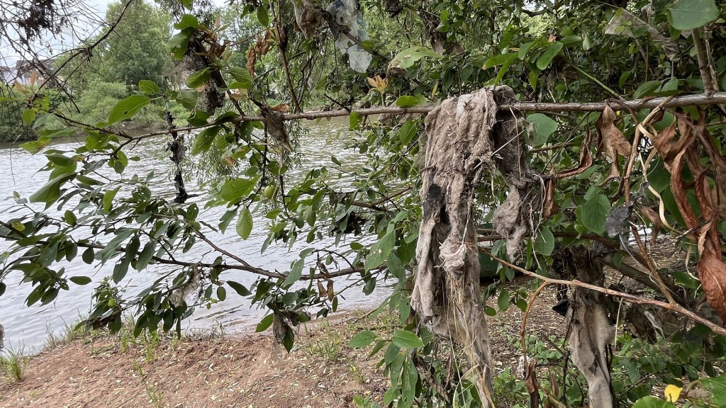 Müll in einem Baum am Saarufer