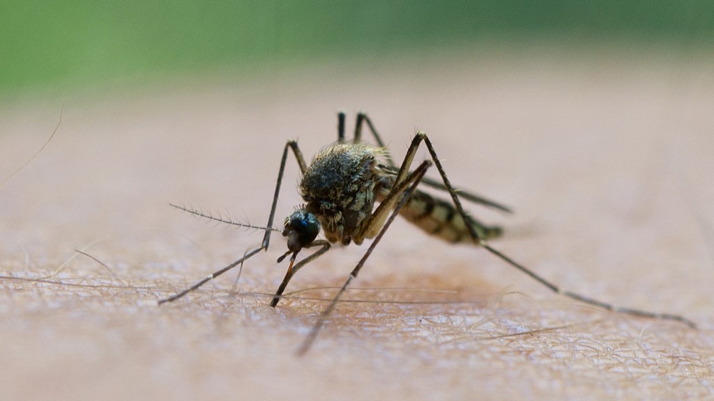 Eine Stechmücke saugt Blut