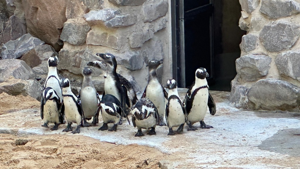 Brillenpinguine im Neunkircher Zoo