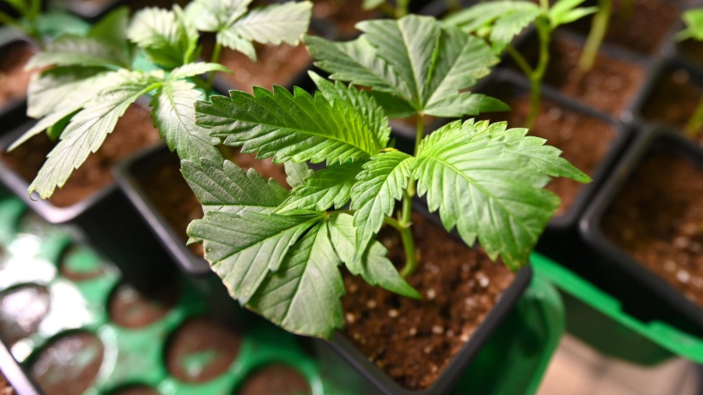 Cannabis-Anbau. Hanfpflanzen in Anzuchttöpfen