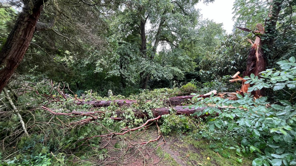Umgestürzter Baum auf dem Friedhof St. Johann