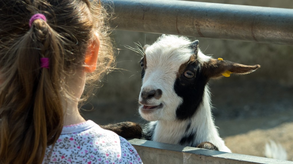 Mädchen steht vor einer Ziege