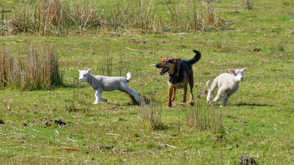 Hund und zwei Lämmer